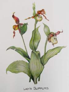 Botanical Illustration 
