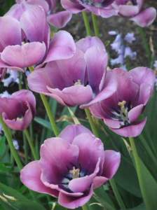 Purple Tulips Watercolour Class