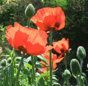 Poppies With Pizzazz Watercolour Workshop