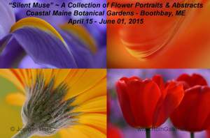 Silent Muse A Collection of Flower Portraits and Abstracts