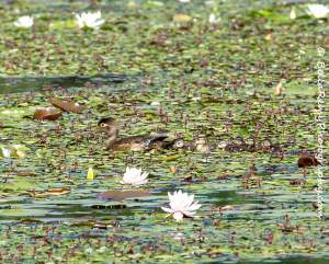 Water Lilies Butterflies And Birds At Kenilworth...