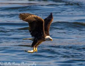 Bald Eagles At Conowingo Dam