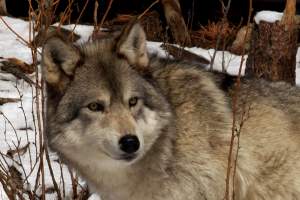 Call For Artists Help The Wolves