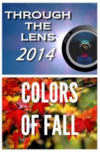 Through The Lens And Colors Of Fall - Art Exhibit...