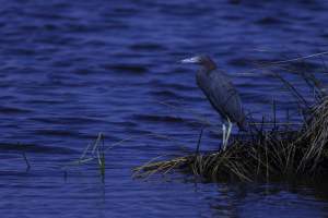 Waterfowl And Shorebirds Photography Workshops
