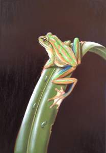 Oil Pastel Frog Drawing 1 -day Workshop In...