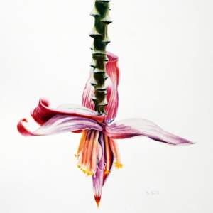 Intensive Course In Botanical Illustration
