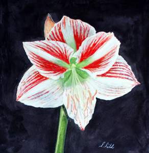 Botanical Drawing And Painting Classes With Sue...