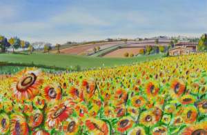 Blue Line Arts  Sunflowers In The Marche Showing