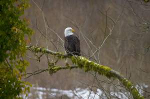 Photographing Eagles And Wildlife