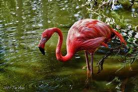 Painting At Flamingo Gardens