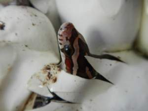 Reptile And Amphibian Appreciation Day At The...