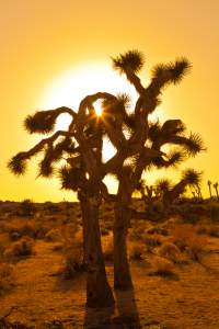 Desert Weekend In Joshua Tree Photo Workshop Tour