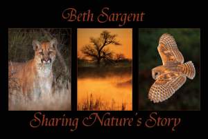 Sharing Natures Story Photography By Beth Sargent