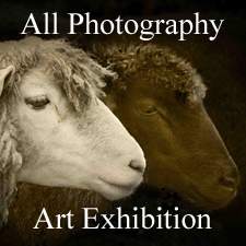 The All Photography Art Exhibition is Now Online and Ready to View The All Photography Art Exhibition is Now Online and Ready to View