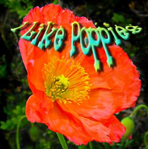 I Like Poppies