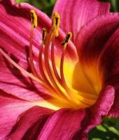 Colorful Lilies Colorful Lilies