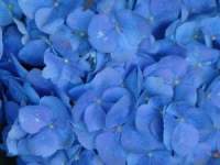 Just Blue Just Blue