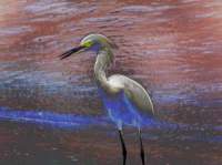 Nature Wildlife Sunsets and Sunrises Nature Wildlife Sunsets and Sunrises
