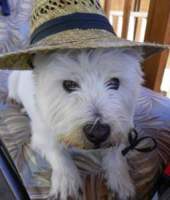 Westies Westies