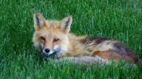Wild Fox Wild Fox