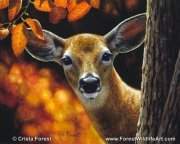 Wildlife Artists Wildlife Artists