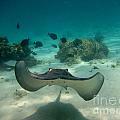 John Malone Image Of A Stingray Ties For First Place In Fine Art America Contest