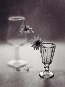 Still Life In Black And White By Photoartomation Studio Artist Frida Kaas