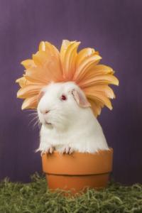 Amazing Guinea Pig Art To Debut At Ocean View Art Show