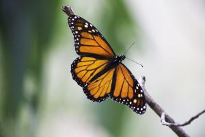 Monarch Butterflies Arrive In Santa Cruz