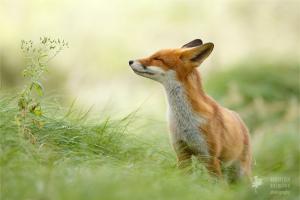 Zen Foxes Featured On Bored Panda