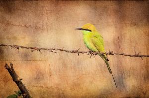 Green Bee-Eater, Limited Time Promotion 