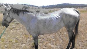 Seeking Justice For Horses Seized In Broadwater County